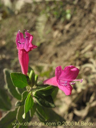 Satureja multiflora的照片